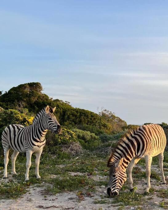Ocean Retreat, Romansbaai ハンスバーイ エクステリア 写真